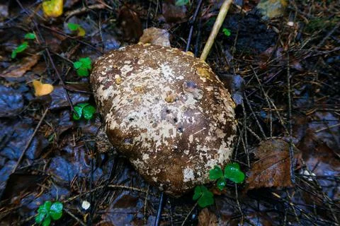 Mushroom Stock Photos