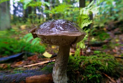 Mushroom Foto stock