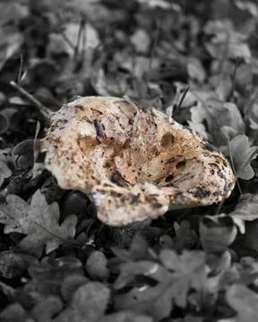 Mushroom Foto stock