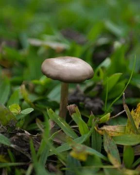 Mushroom Foto stock