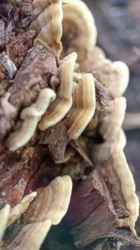 Mushroom Stock Photos