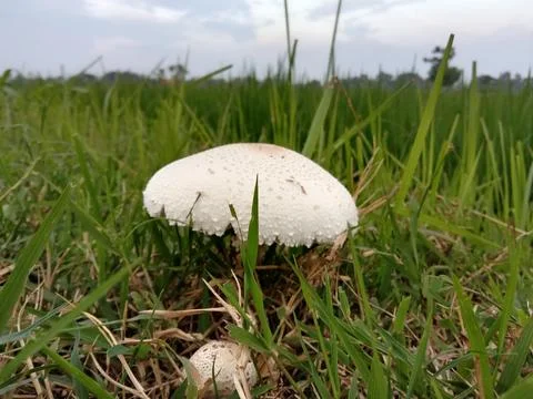 Mushroom Stock Photos