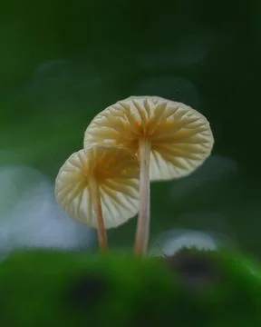 Mushroom Stock Photos