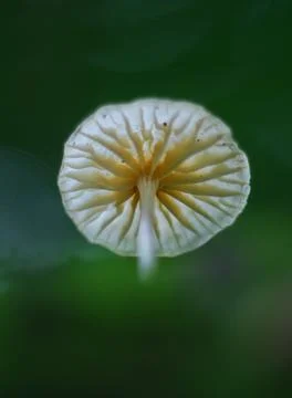 Mushroom Stock Photos