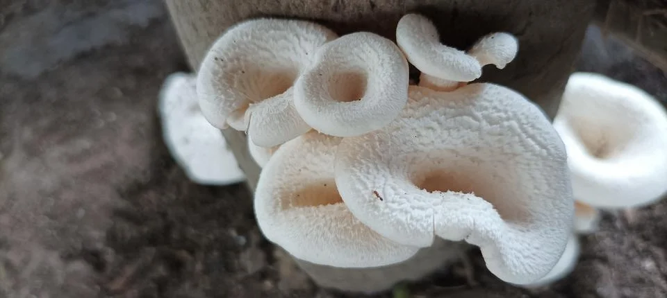 Mushroom Stock Photos