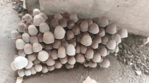 Mushroom Foto stock