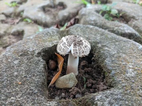 Mushroom Stock Photos