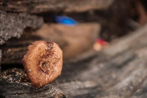 Mushroom Foto stock