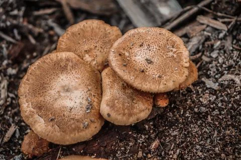 Mushroom 스톡 사진
