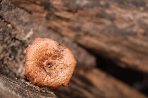 Mushroom Foto stock