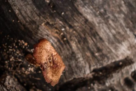 Mushroom Stock-Fotos