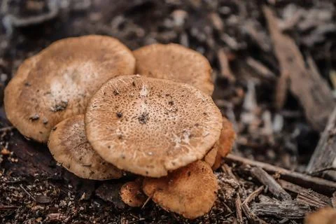 Mushroom Foto stock