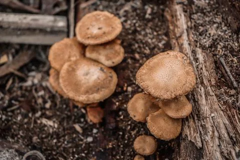 Mushroom 스톡 사진