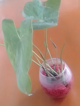 Mushroom  Stock Photos