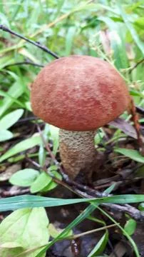 Mushroom Stock-Fotos