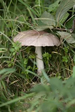 Mushroom Stock Photos