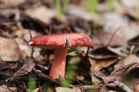 Mushroom Stock Photos