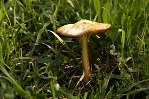 Mushroom Stock Photos