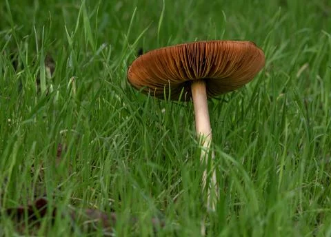 Mushroom Stock Photos