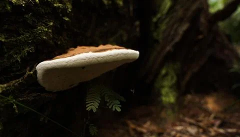 Mushroom Stock Photos
