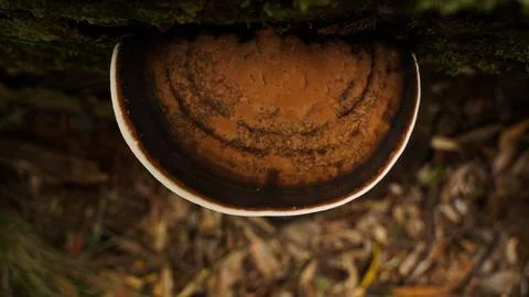 Mushroom Stock Photos