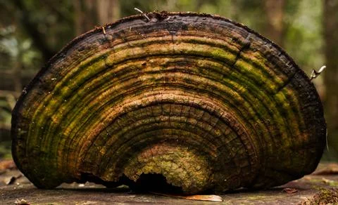 Mushroom Stock Photos