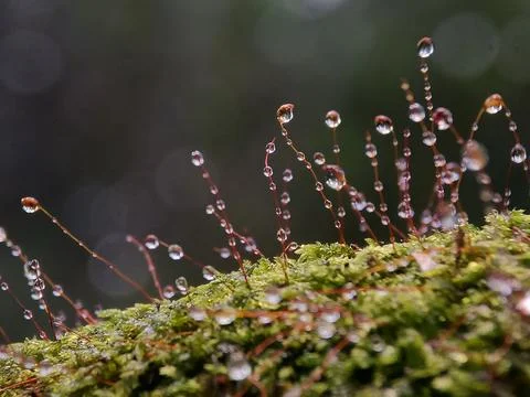 Mushroom Stock Photos