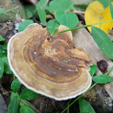 Mushroom Stock Photos