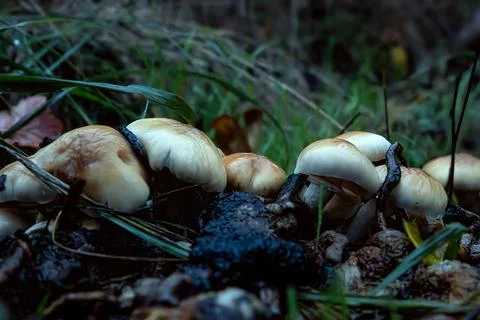 The mushroom Stock Photos
