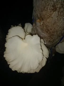 Mushroom Stock Photos