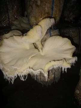 Mushroom Stock Photos
