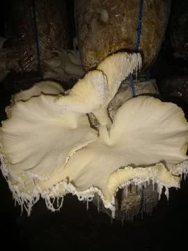 Mushroom Stock Photos