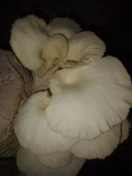 Mushroom Stock Photos