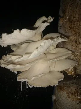 Mushroom Stock Photos