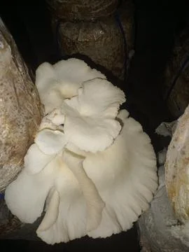Mushroom Stock Photos