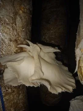 Mushroom Foto stock