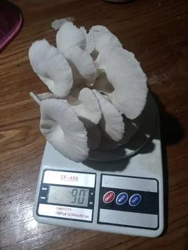 Mushroom Stock Photos