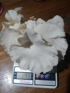 Mushroom Stock Photos