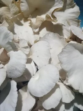 Mushroom Stock Photos