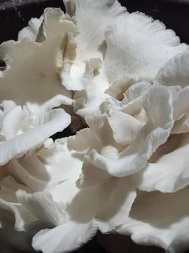 Mushroom Stock Photos