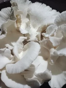 Mushroom Stock Photos
