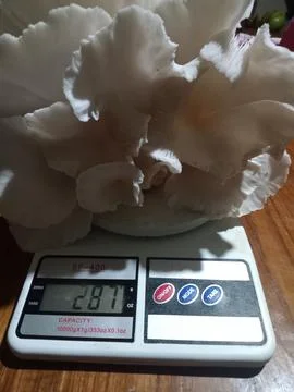 Mushroom Stock Photos