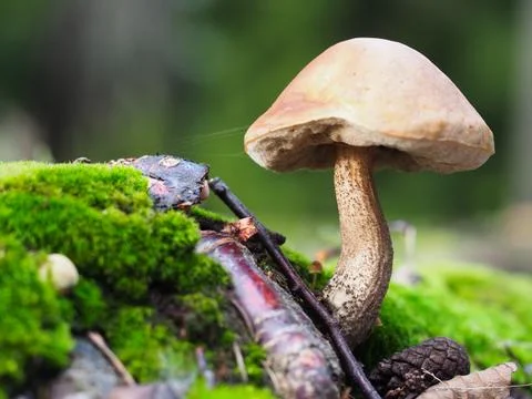 A mushroom Stock Photos