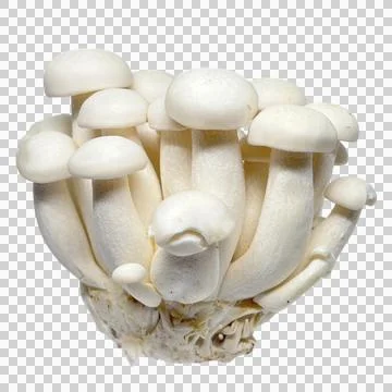 Mushroom Stock Photos