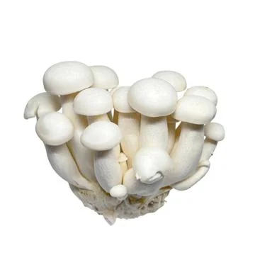 Mushroom Stock Photos