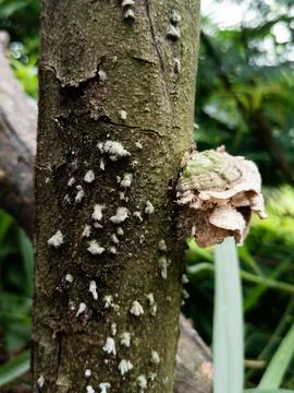 Mushroom Stock Photos