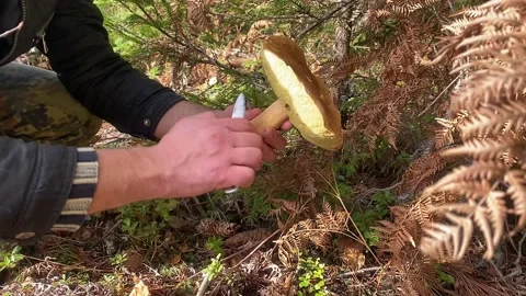 A mushroom picker cuts and cleans a large beautiful boletus in the forest Stock Footage 220613573