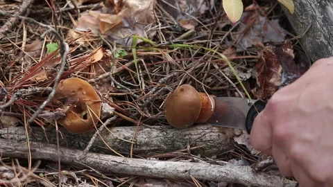 A mushroom picker cuts a found forest mushroom, close-up Video stock 347295779