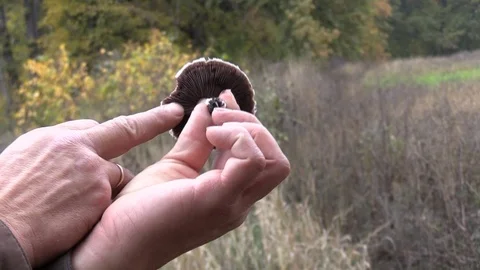 The mushroom picker demonstrates Stock Footage 119173692