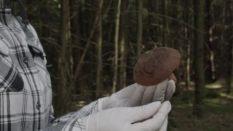 Mushroom Picker Examining a Wild Mushroom in Forest Stock Footage 345927770